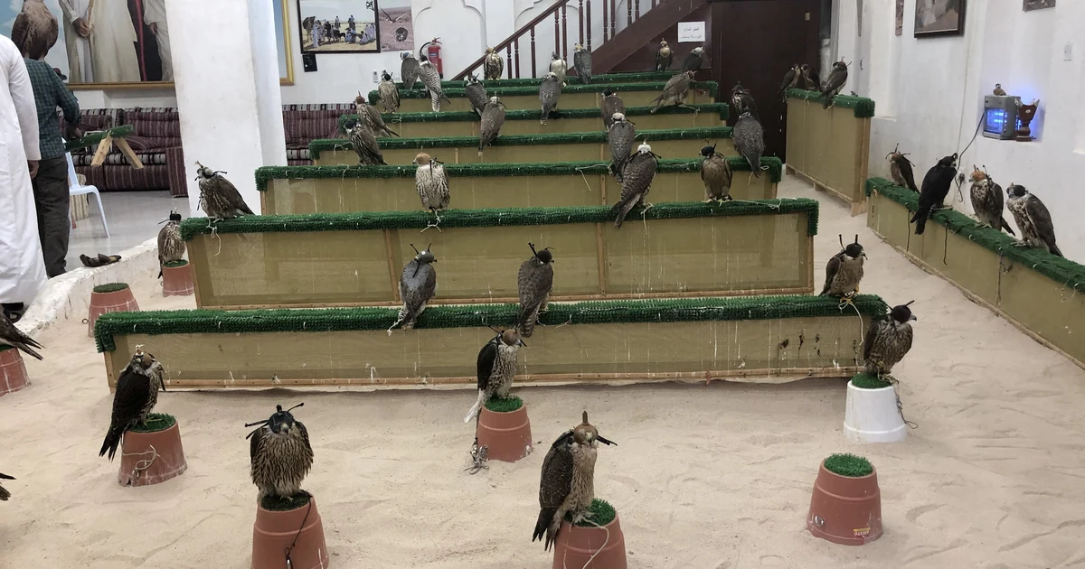 Hooded and unhooded falcons on perches inside a shop at the Falcon Souq in Souq Waqif, Doha